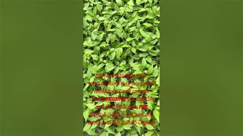 Image result for Reflective Microscope Light Path