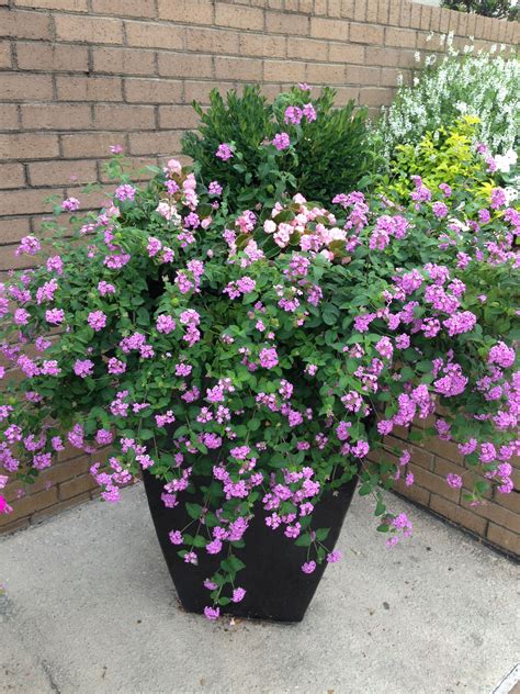 Lavender Lantana Trailing Plant in a Black Planter