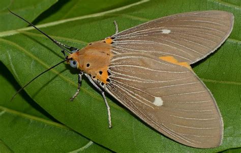 Insect Pests