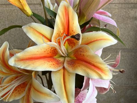 Apple iPhone SE 2022 - Full Specifications & Price in India (3rd ...