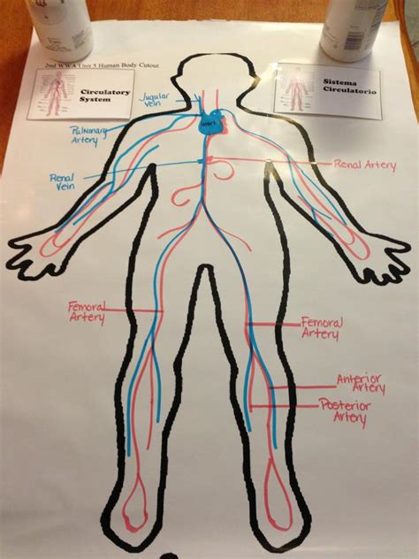 Image result for Circulatory System Easy Drawing