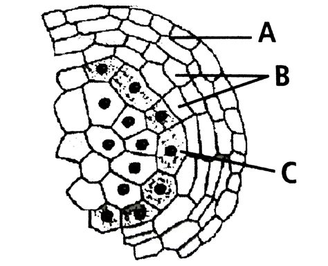 The given diagram shows microsporangium of a mature anther. Identify A ...