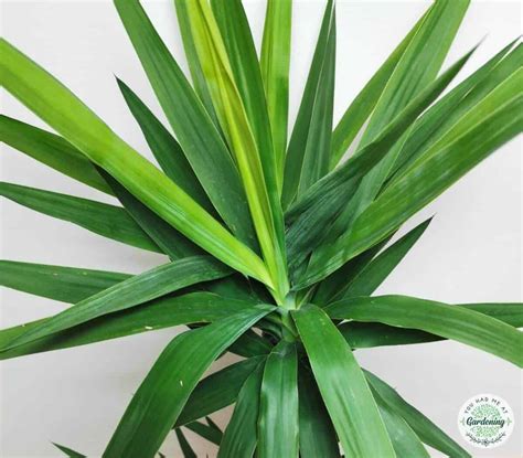 Yucca Plant Care: How to Grow and Care for Yuca Tree Indoors