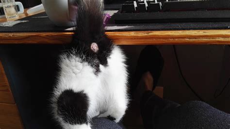 My Cats Anus Sticking Out at Heidi Tan blog