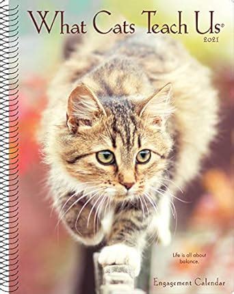 Buy What Cats Teach Us 2021 Calendar Book Online at Low Prices in India ...
