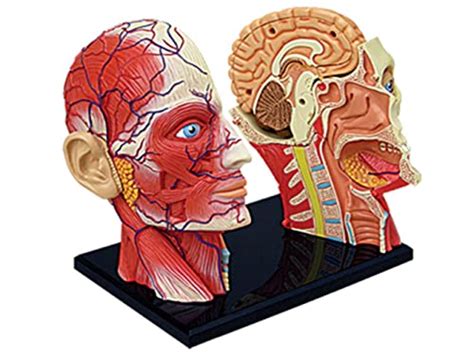 Anatomy Model Anatomical Model Of Human Head Muscles And Nerve ...