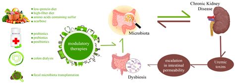 Exploring a Complex Interplay: Kidney–Gut Axis in Pediatric Chronic ...