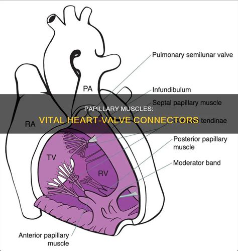 Cardiac Papillary Muscles