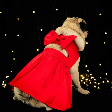 Fancy Little Red Dress For your Pup | Buy Dog Frock Online