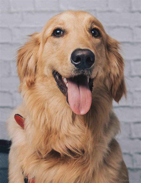 Image result for Dog Face Tutorial