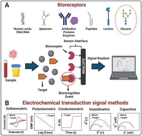 Image result for How Does a Biosensor Work