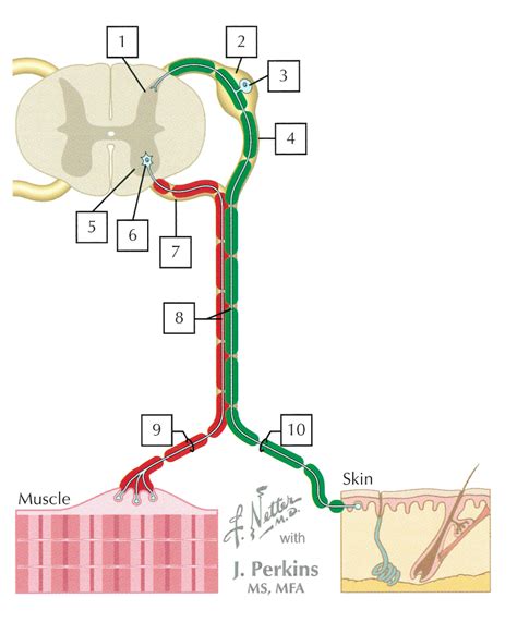 Somatic nervous system diagram Diagram | Quizlet