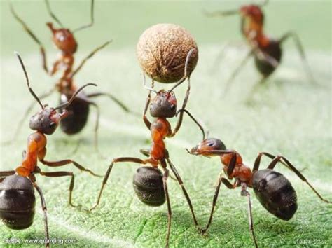 小蚂蚁
