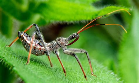 Assassin Bug Animal Facts - Reduviidae - A-Z Animals