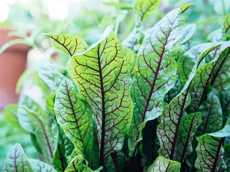 13 Vegetables For Your Winter Garden That Are More Cold-Hardy Than Kale ...