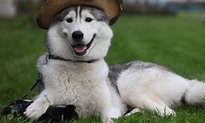 Image result for Alaskan Husky Pup