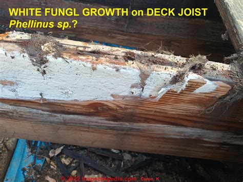 White Mold On Wood Floor Why Treating Dry Rot Is Important | Hilliard ...