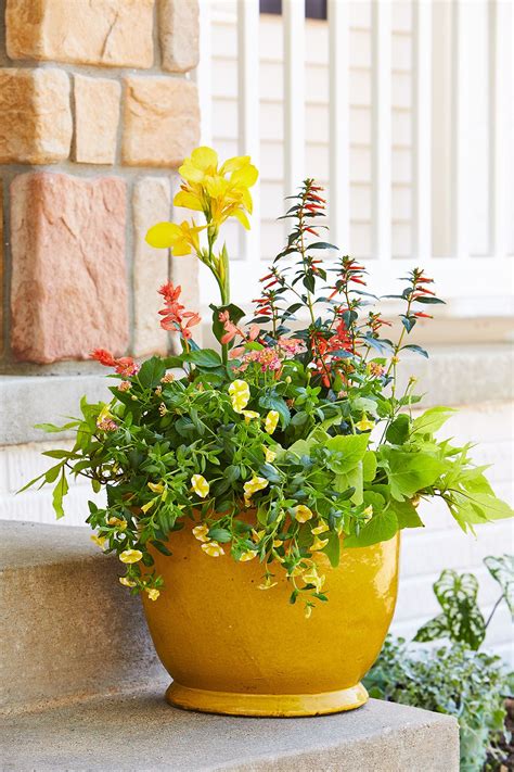 Best Perennial Plants For Pots