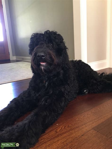 Stud F1 black Goldendoodle - Stud Dog in Lafayette, Louisiana , the ...