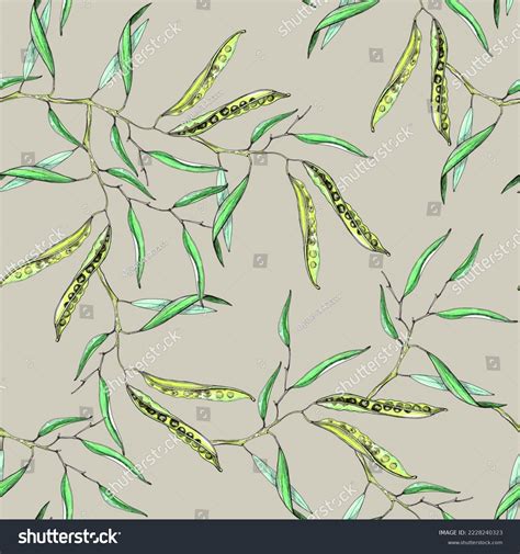 Flowering Canola Canola Seed Pod Canola Stock Illustration 2228240323 ...