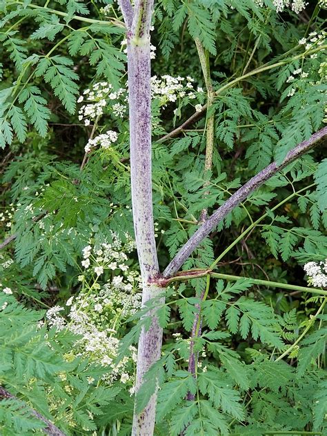 Poison Hemlock Rash