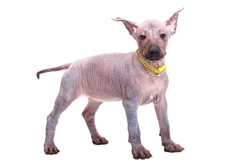 Xoloitzcuintli: A complete guide to care and training