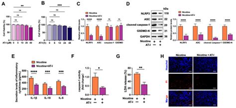 Atractylenolide I Inhibits Nicotine-Induced Macrophage Pyroptosis and ...