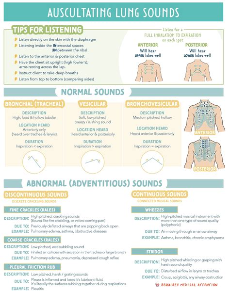 Regular Breath Sounds