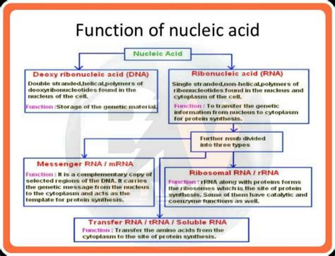 Its just a rapid revision notes on function of nucleic acids.don't ...