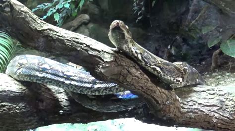 Image result for Netzpython Zwerg