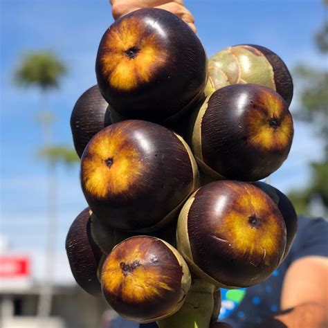 Frozen Ice Apple (Toddy Palm) - Borassus Palm - Buy ice apple online ...