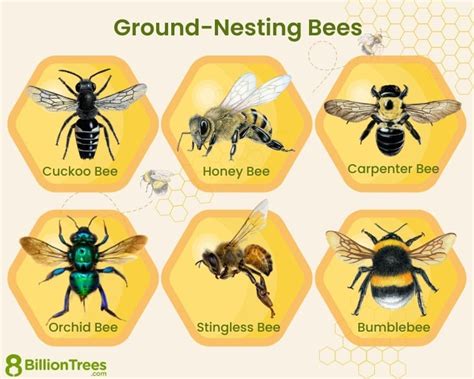 Image result for Bee Identification Chart