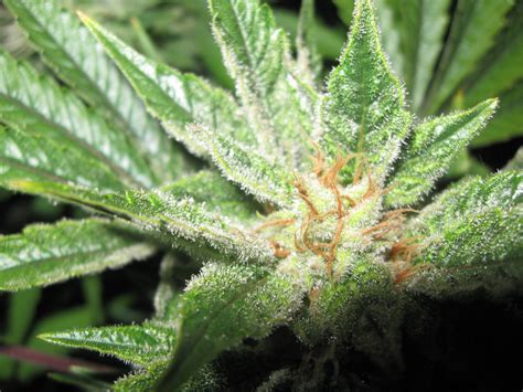 G13 Haze - 600W HPS - Coco/Perlite - Handwatered [Completed] - Grow Journals - Growery Message Board