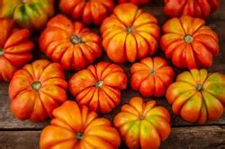 Garden plants with grow bag in chennai - yazhini garden