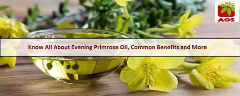 Evening Primrose Oil: Uses, Benefits & Purity | AOS Blog