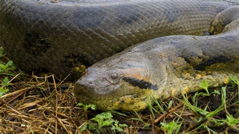 Amazon Rainforest Anaconda Snake