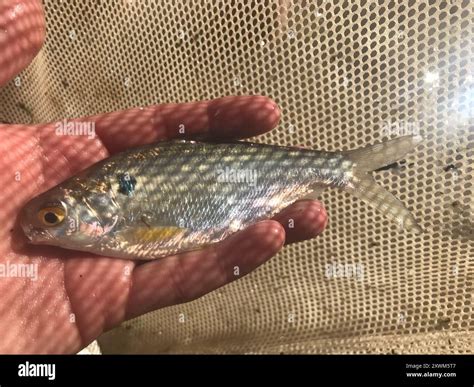 American gizzard shad hi-res stock photography and images - Alamy