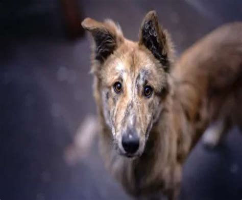 अमरोहा में आवारा कुत्तों का आतंक, आठ साल की बच्ची को नोचा, गंभीर हालत ...