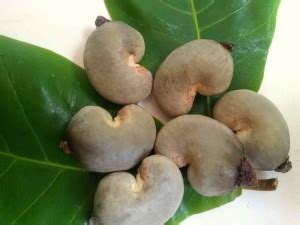 EasySeeds Cashew, Kaju, Anacardium occidentale, Cashew Nut, Cashew ...