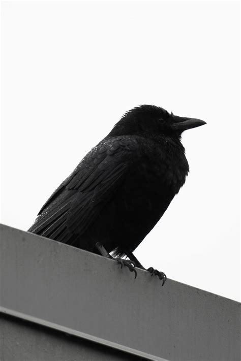 Crow Behavior Photos, Download The BEST Free Crow Behavior Stock Photos & HD Images