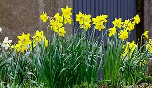 Image result for Spring+Baby+Bunnies