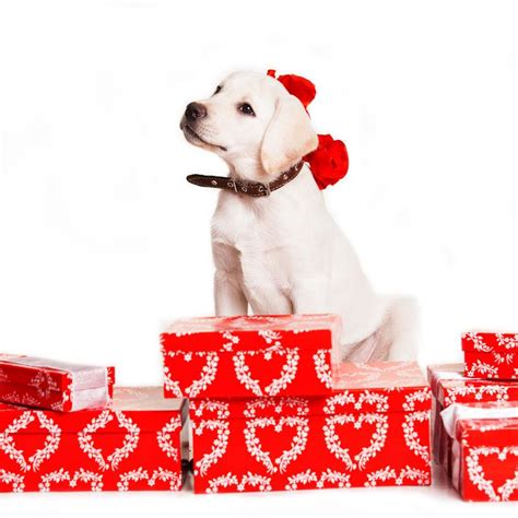 超过 500 张关于“圣诞节 狗狗”和“狗”的免费图片 - Pixabay