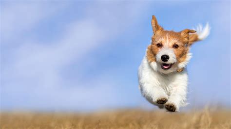 Veterinary Appointment In Framingham MA | Slade Vet Hospital