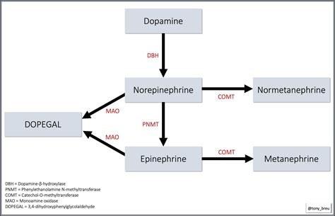 Epinephrine Pathway