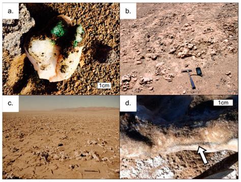 Microbial Hotspots in Lithic Microhabitats Inferred from DNA ...