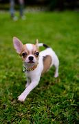 Image result for Micro Teacup Chihuahua