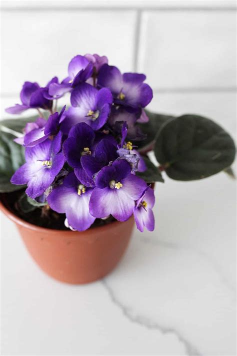 6 Best Pots for African Violets - Paisley Plants