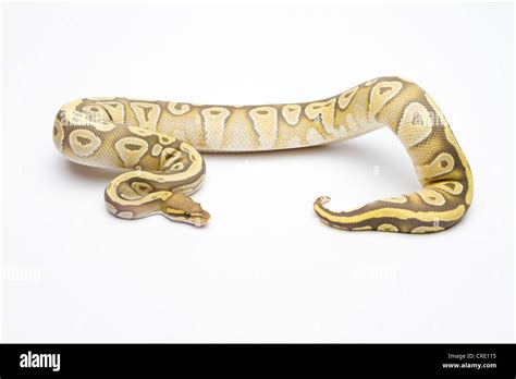 Image result for Aggressive Royal Python