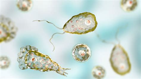 'Brain-eating' amoebas are a new concern in northern US states, health officials advise | Live ...