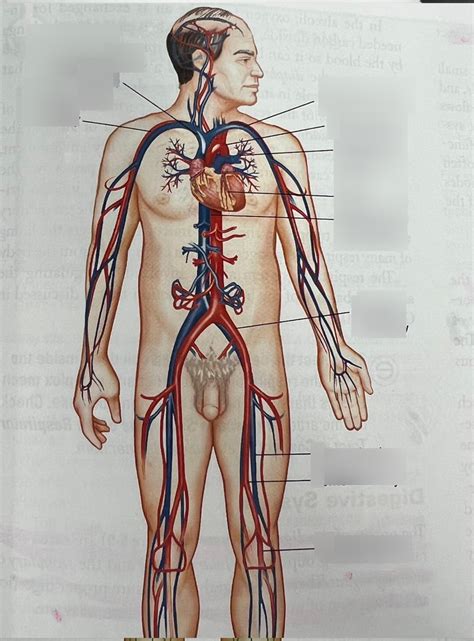 Image result for Cardiac System Explained Simple Beginners